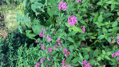 Pentas offer year-round show of color