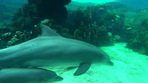 Dolphin Cove at SeaWorld Orlando - YouTube