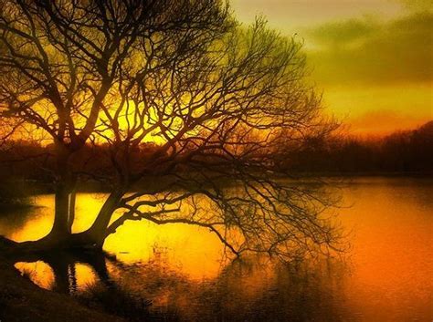 love trees | Sunset photography, Tree photography, Sunset landscape