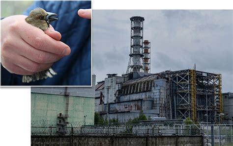 ScienceShot: Some Birds Thrive in Chernobyl's Radioactive Glow ...