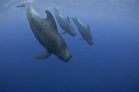 Pilot Whale Facts: Traits, Life Cycle, Habitat