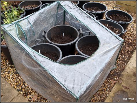 Mark's Veg Plot: Planting potatoes in containers