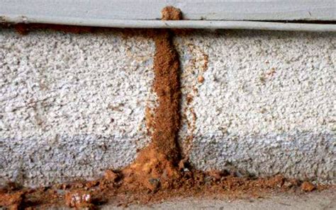 What Are Termite Mud Tubes & What Do They Look Like? | Pest Aid