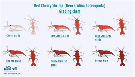 Grading Red Cherry Shrimp (Neocaridina heteropoda) / The Shrimp Farm