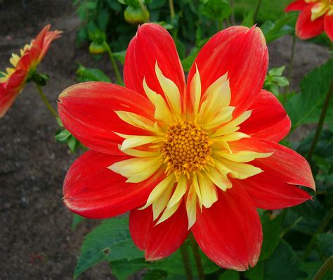 Dahlia pinnata 5 | Dahlia pinnata 5 | Kurt Qvist | Flickr