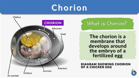 Chorion - Definition and Examples - Biology Online Dictionary