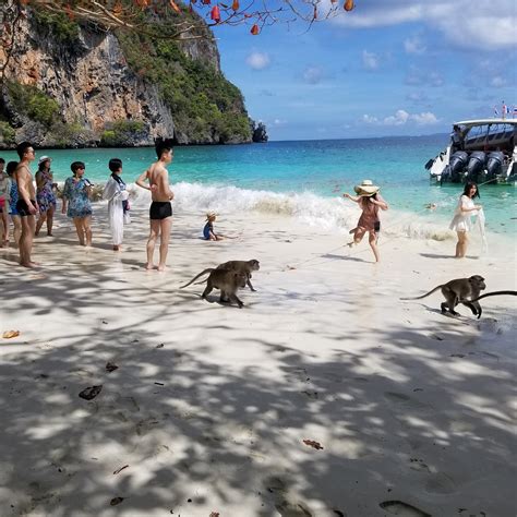 Monkey Beach (Ko Phi Phi Don) - All You Need to Know BEFORE You Go