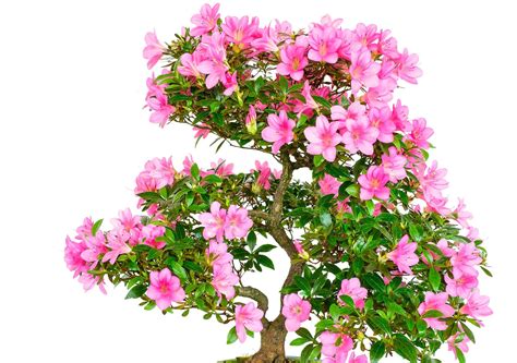 Azalea Bonsai Tree: Varieties, How to Propagate, and More