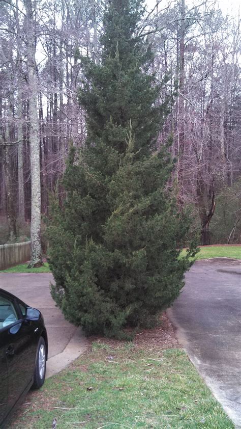 Evergreen Tree – Pruning | Walter Reeves: The Georgia Gardener