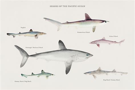 Sharks Pacific Ocean illustrated F.E. | Premium Photo - rawpixel