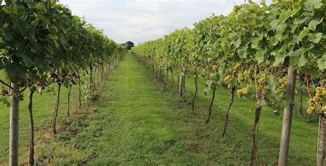 The Difference Between a Vineyard and a Winery | Yorkshire Heart