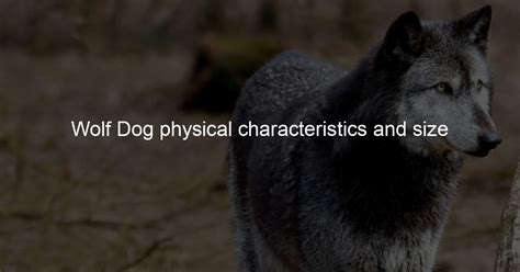 Wolf Dog physical characteristics and size - Wolf Dog Love