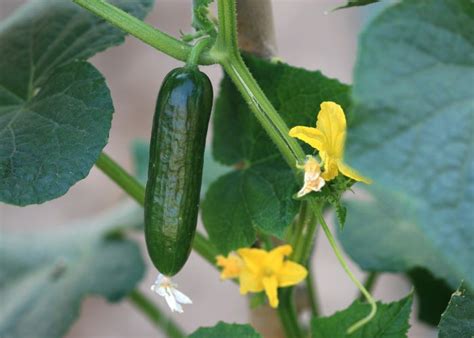 Burpless Cucumbers: The Ultimate Guide To Growing this Delicious And ...