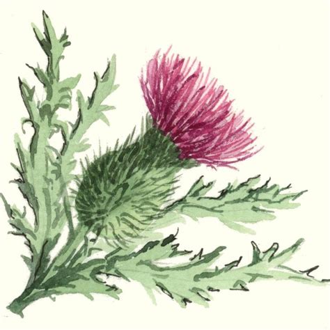 Off thistle clipart 20 free Cliparts | Download images on Clipground 2024