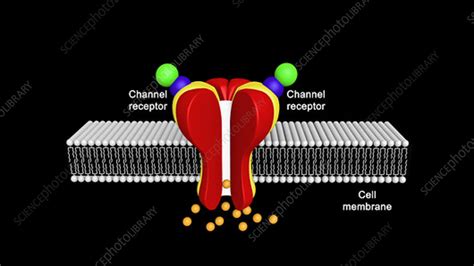 Ligand-gated ion channel - Stock Video Clip - K004/4306 - Science Photo Library