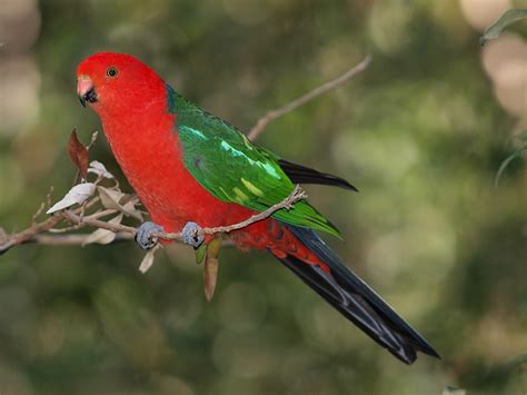 Australian King Parrot - True Wildlife Creatures