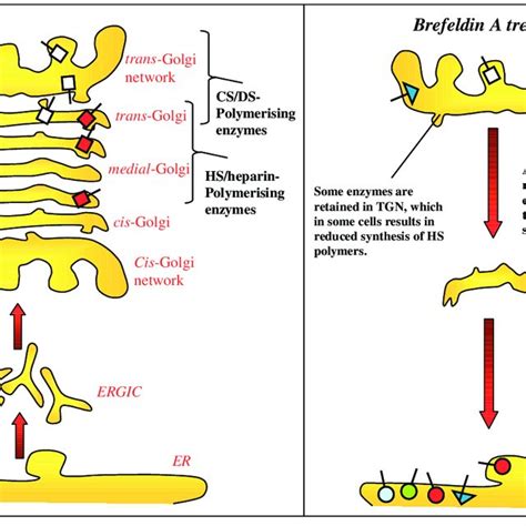 Structure of the different glycosaminoglycan chains. | Download Scientific Diagram