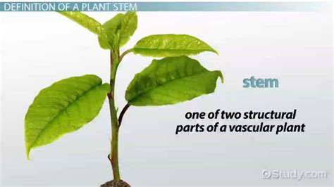 Plant Stem | Definition, Function & Parts - Lesson | Study.com