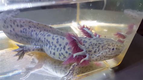 Leopard wild type axolotl - YouTube