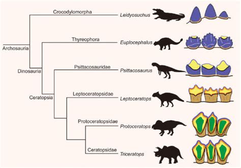 Triceratops: Research Reveals Complexity of Giant Horned Dinosaur’s Teeth | Sci.News