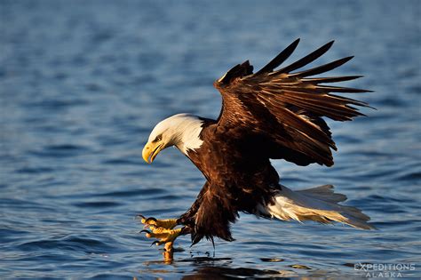 Bald eagles photos | eagle images | Photos bald eagles fighting in Alaska