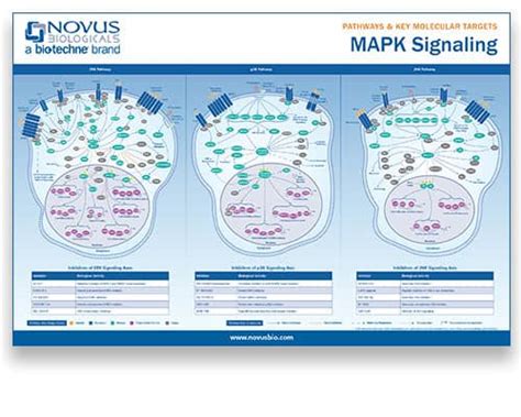 Mapk Erk Signaling Pathway