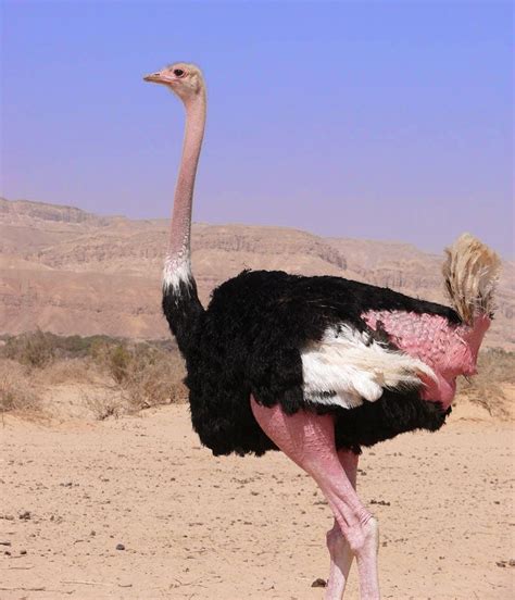 Pashudhan and Animal Science : Ostrich - largest bird in the world