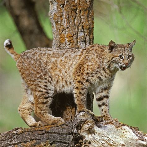 Missouri Bobcat Hunting Season 2021-2022 - 15th Nov, 2021 12:00AM ...