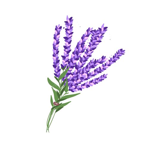 A Bucket Of Lavender Flowers, Lavender, Flower, Flowers PNG Transparent Clipart Image and PSD ...
