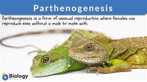 Parthenogenesis Definition and Examples - Biology Online Dictionary