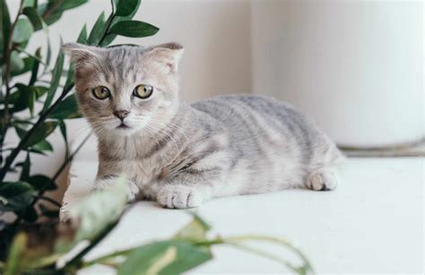 Burmese Cat Breeders Arizona | Kittens & Cats for Sale