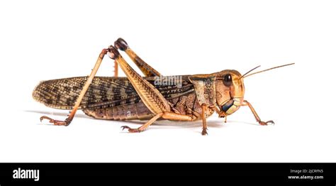 Side view of Adulte Desert locust, Schistocerca gregaria, isolated ...