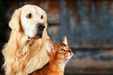 Cat Fleas vs. Dog Fleas - shelf