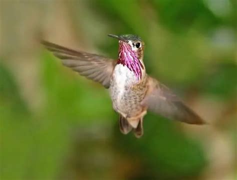 How to Attract Hummingbirds To Your Yard (10 Simple Tips) - Bird Feeder Hub