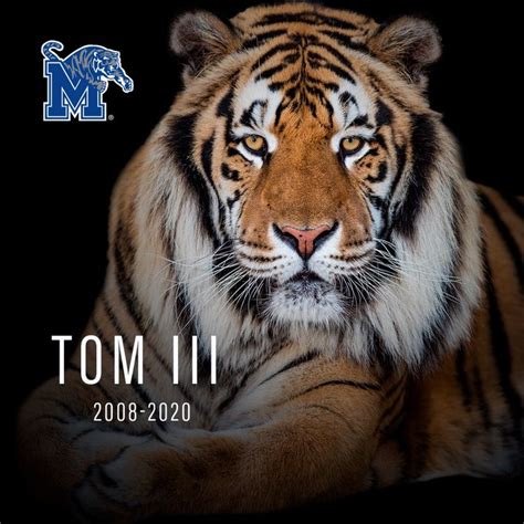 Memphis Tigers sideline mascot TOM III dies