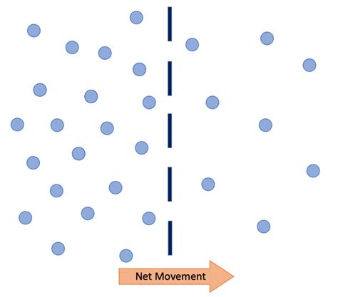 B1 I) Diffusion – AQA Combined Science Trilogy - Elevise