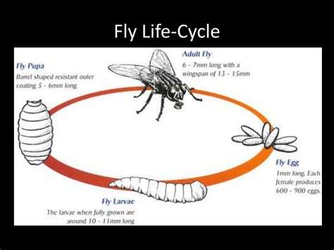 Life Cycle Of Blow Fly