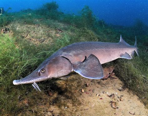 IUCN Species of the Day: Beluga Sturgeon | BUSH WARRIORS