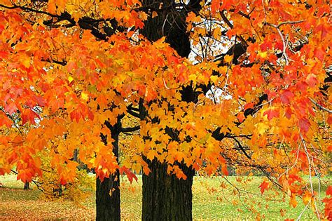 Fall Dormancy in Deciduous Trees | Goodmark Nurseries