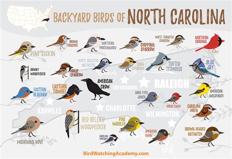 Backyard Birds of North Carolina - Bird Watching Academy