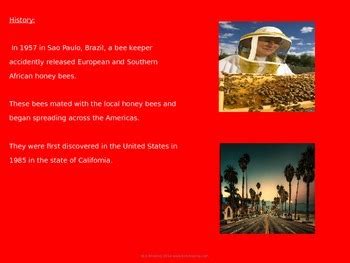 Africanized Bee - Power Point Facts History Pictures - Killer Bee