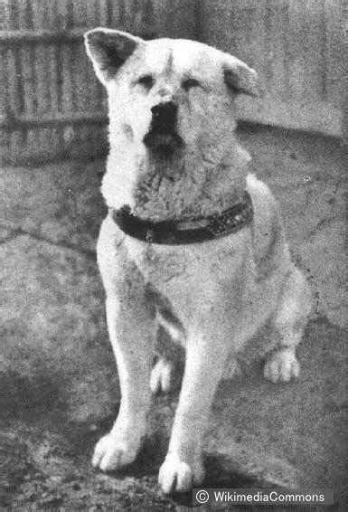 The true story about Hachi - the most famous dog in Japan | Shibuya