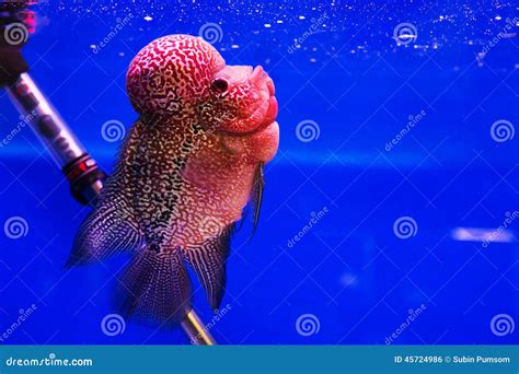 Aquarium Fish, Flower Horn Fish Stock Photo - Image of aquarium, aquatic: 45724986