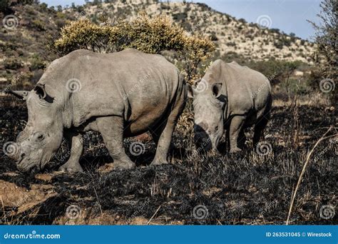 Big Southern White Rhinoceros in Their Natural Habitat Stock Image ...