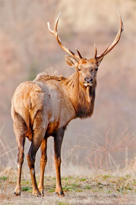 Elk Viewing Tours at Breaks Interstate Park in Pike County, KY. Elk tours are also available ...