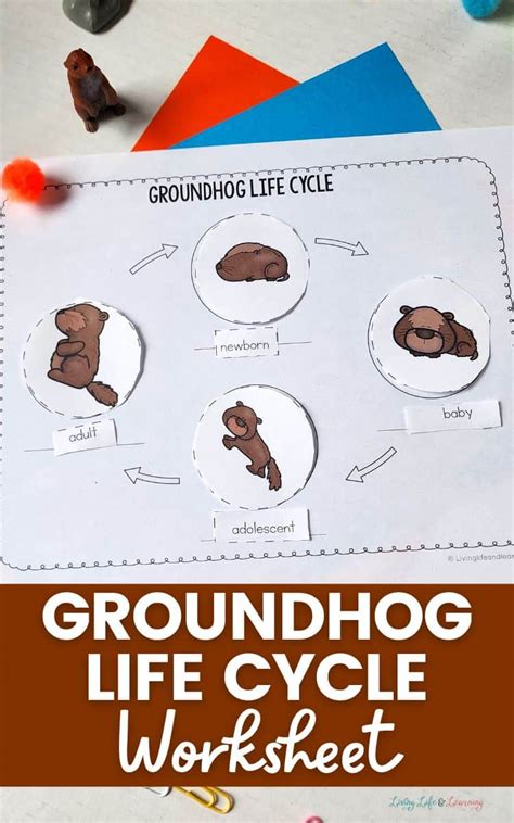 Groundhog Life Cycle Worksheet