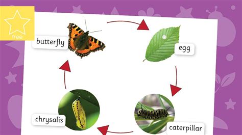 Teacher's Pet » Butterfly Life Cycle Poster