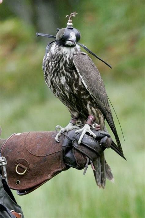 What is falconry? — the SCOTTISH countryman