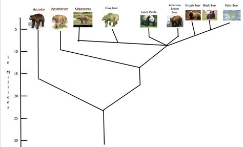 Cladogram - The Polar Bear