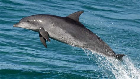 THE INDO-PACIFIC BOTTLENOSE DOLPHIN FOUND IN WASINI - CORAL SEA EXPEDITIONS